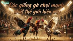 cac-giong-ga-choi-manh-nhat-the-gioi-hien-nay